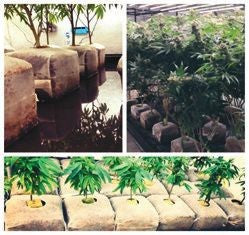 GroEzy 4" Coco Grow Cube