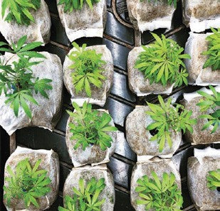 GroEzy 4" Coco Grow Cube