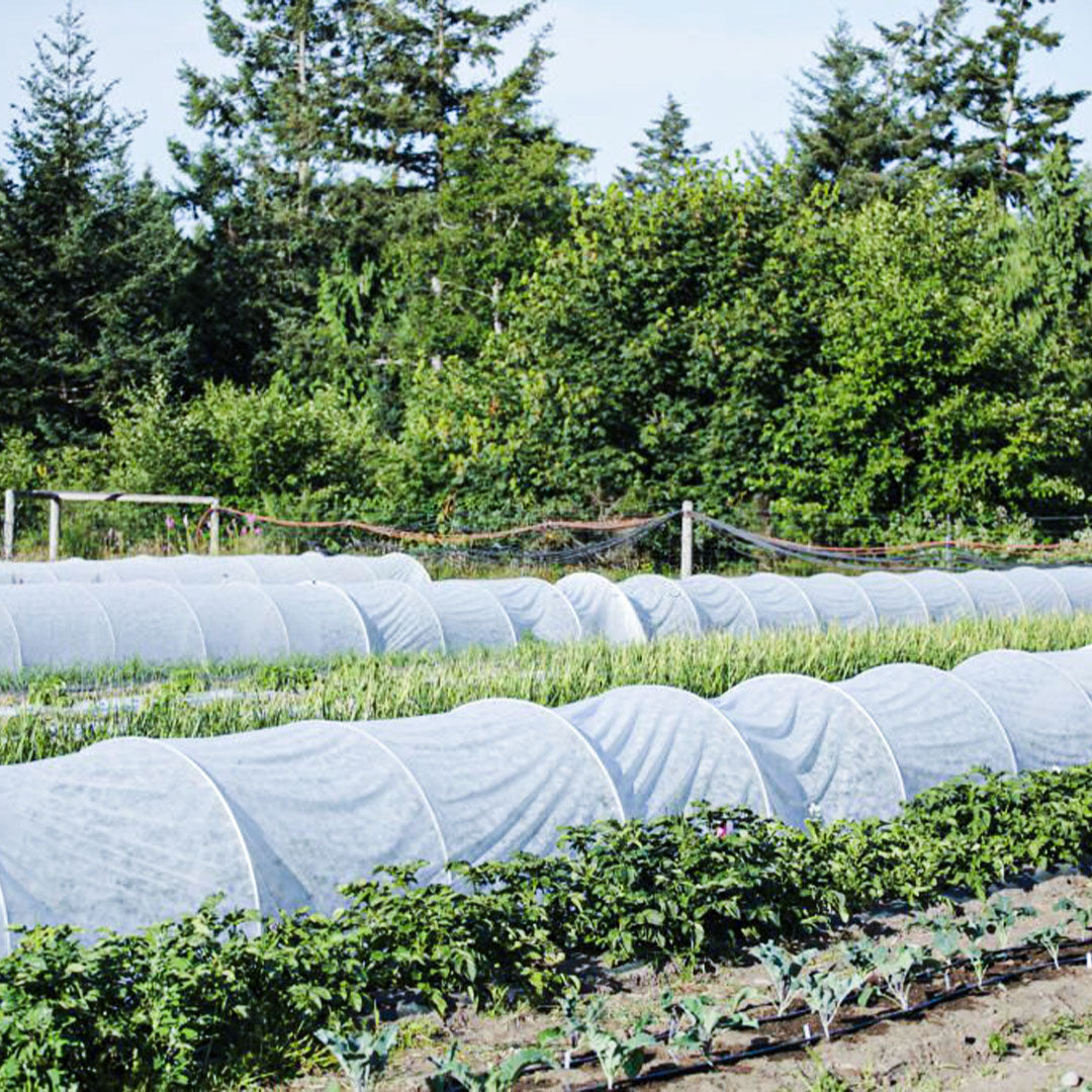 FrostWrap, Freeze and Crop Protection Plant Cover - 0.59 oz/yd2 (20 GSM) of Fabric Non-woven 10ft x 15ft Reusable Garden Floating Row Cover for vegetables, fruit, tree, plants Sun-Pest protection