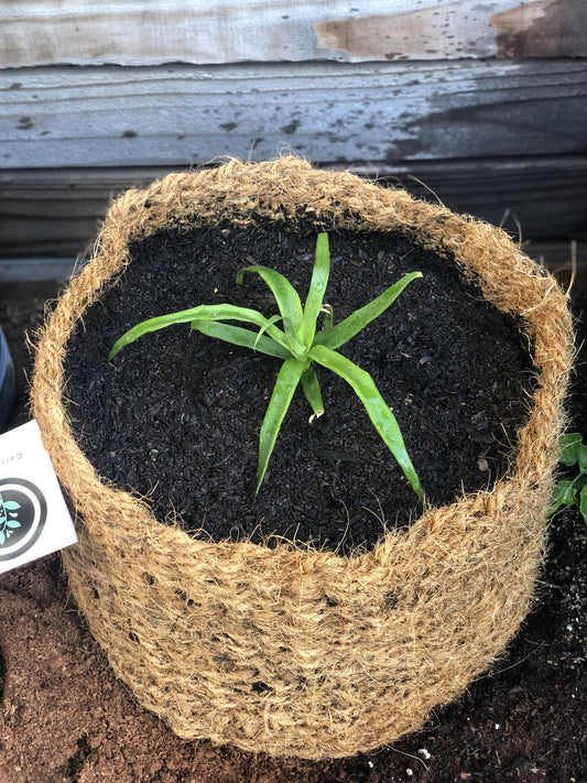 CoirNet 30 Gallon Coir Pot (5 Pot bundle)