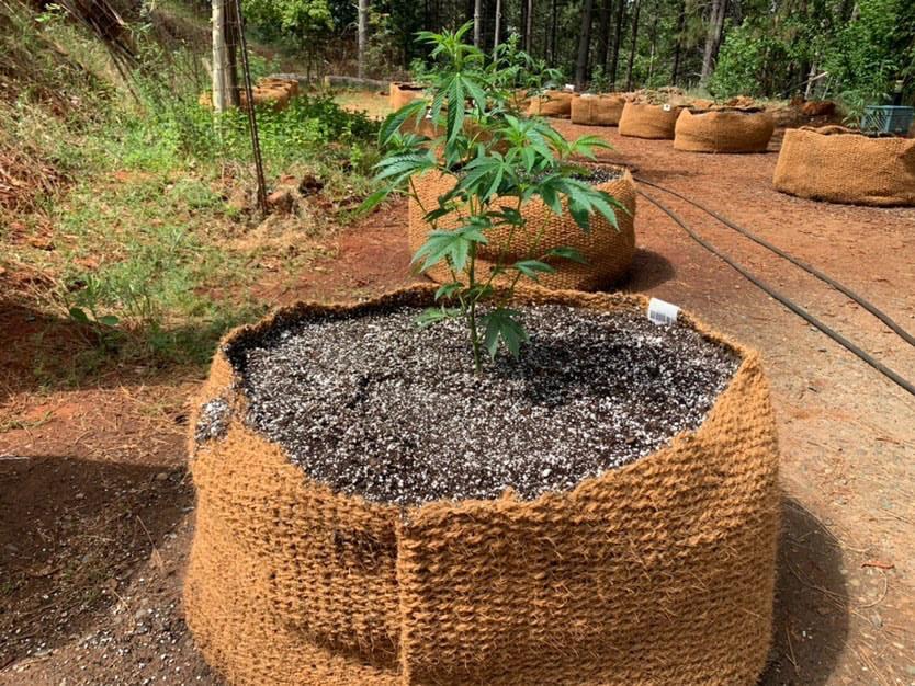 CoirNet 65 Gallon Coir Pot (5 Pot bundle)