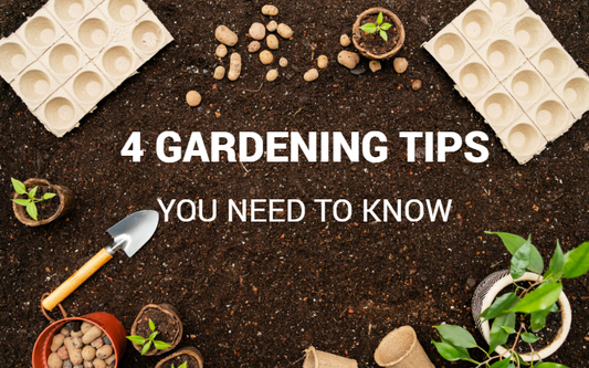 Gardening for Beginners: Four Essential Tips and Strategies