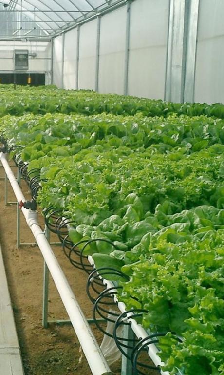 hydroponic farming