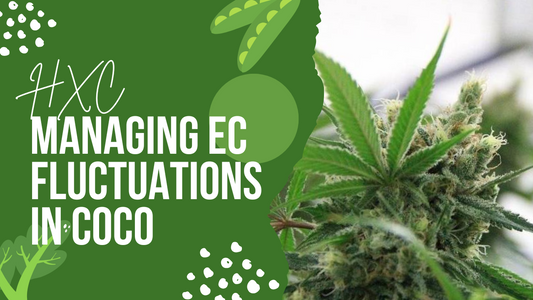 Managing EC Fluctuations in Coco: A Grower's Guide to Optimal Cultivation
