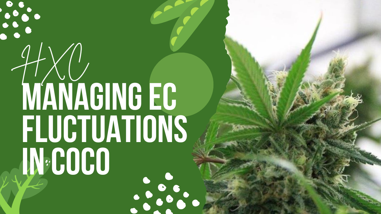 Ec In Coco Not Rising Managing EC Fluctuations in Coco: A Grower's Guide to Optimal Cultivat ...