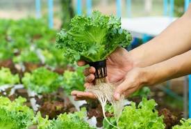 What is Hydroponics? A Beginner’s Complete Guide to Soilless Farming