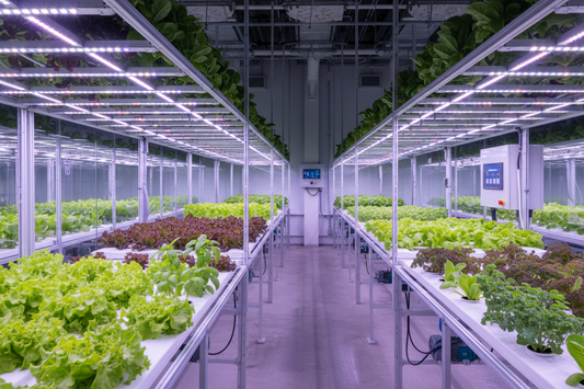 Benefits of Hydroponic Farming Explained