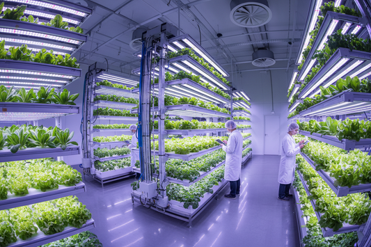 Best Plants to Grow in Hydroponics for Beginners Including Weed Cultivation for Faster Indoor Growth
