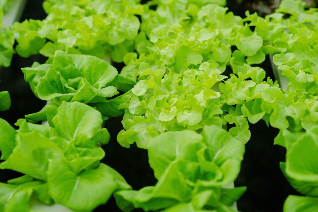 hydroponic farming