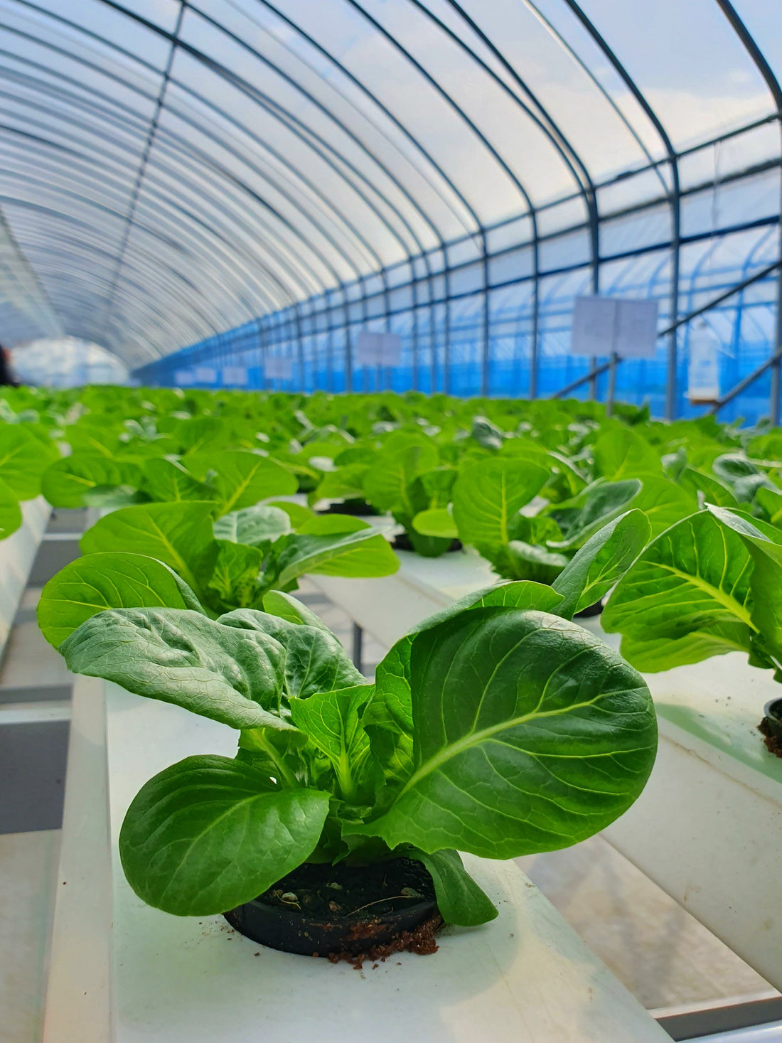 Revolutionizing US Agriculture: The Rise of Hydroponics